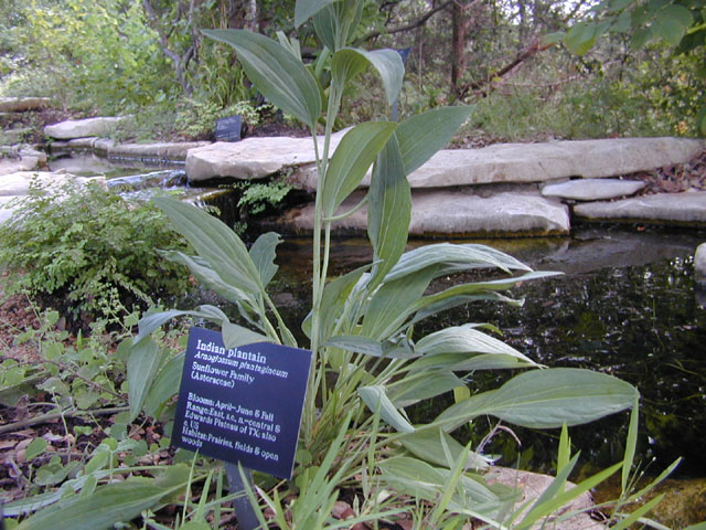 Arnoglossum plantagineum (Groovestem indian plantain) #11677