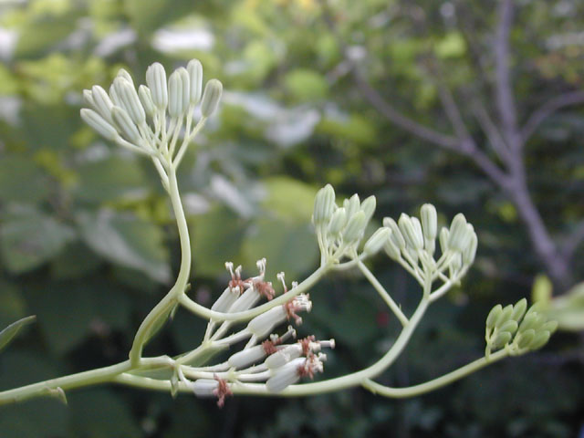 Arnoglossum plantagineum (Groovestem indian plantain) #11678