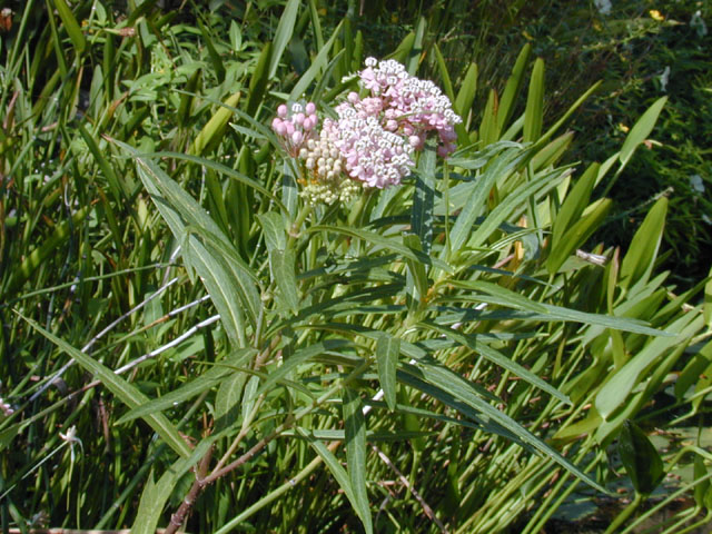 Asclepias incarnata (Swamp milkweed) #11630