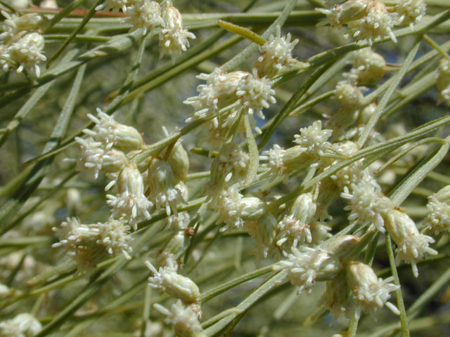 Roosevelt weed —~1,000 seeds false-willow $3.00 Baccharis neglecta 
