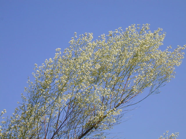 Baccharis neglecta (False willow) #11682