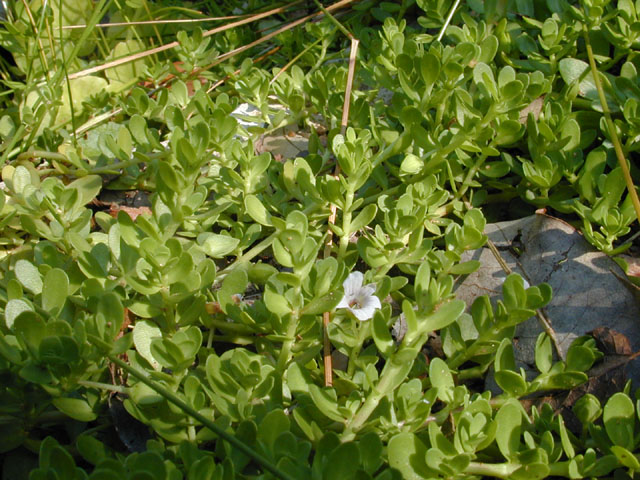 Bacopa monnieri (Herb-of-grace) #12597