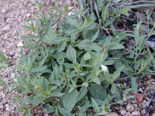 Bouchetia erecta (Erect bouchetia) #12627