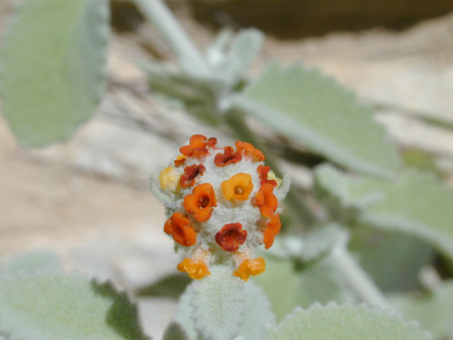 Buddleja marrubiifolia (Woolly butterflybush) #11868