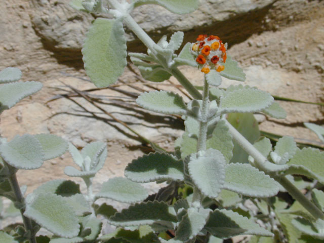 Buddleja marrubiifolia (Woolly butterflybush) #11869