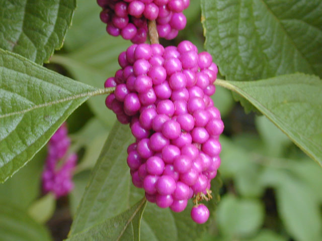 Callicarpa americana (American beautyberry ) #12717