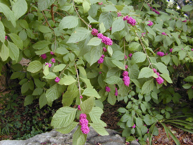 Callicarpa americana (American beautyberry ) #12718