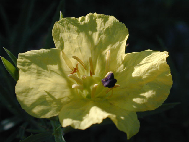 Calylophus berlandieri ssp. pinifolius (Berlandier's sundrops) #12365