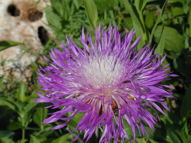 Centaurea americana (American basket-flower) #11698