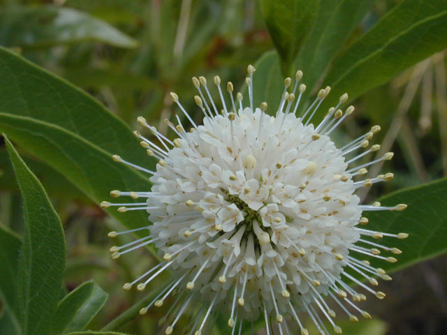 Cephalanthus occidentalis (Common buttonbush) #12581