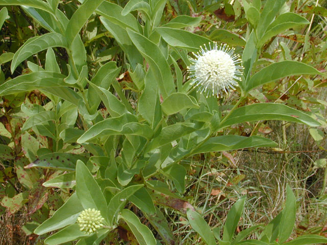 Cephalanthus occidentalis (Common buttonbush) #12583