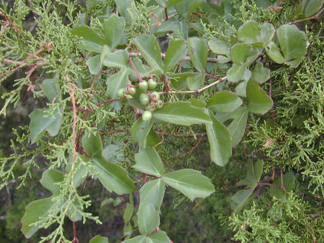 Cissus trifoliata (Cow-itch vine) #12735