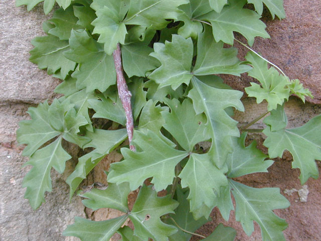 Cissus trifoliata (Cow-itch vine) #12737