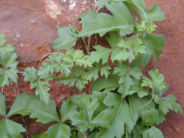 Cissus trifoliata (Cow-itch vine) #12738