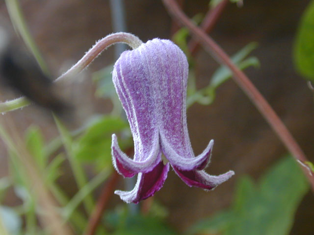 Clematis pitcheri (Purple leatherflower) #12539