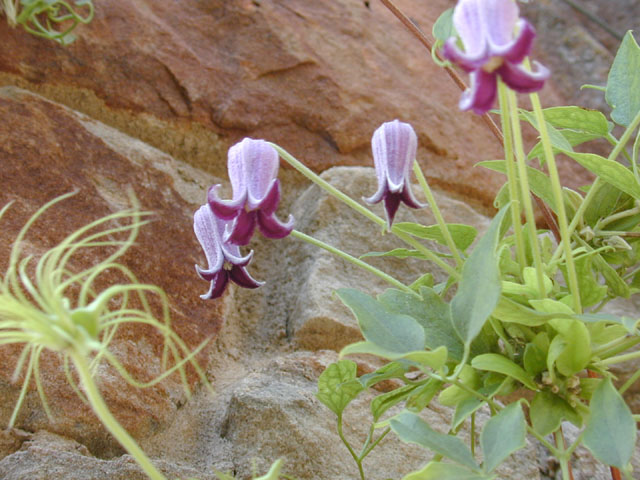 Clematis pitcheri (Purple leatherflower) #12540