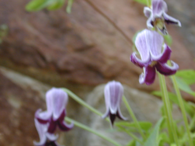 Clematis pitcheri (Purple leatherflower) #12541
