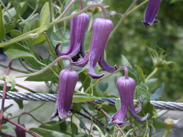Clematis pitcheri (Purple leatherflower) #12543