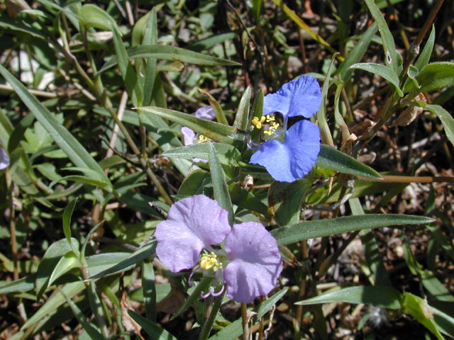 Commelina erecta var. angustifolia (Whitemouth dayflower) #11939