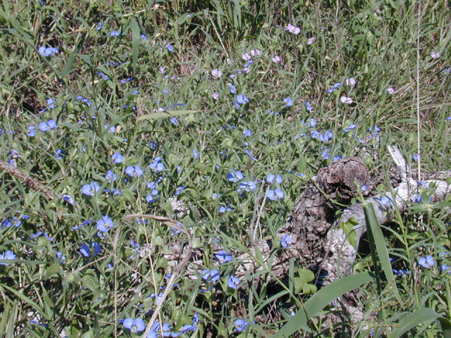 Commelina erecta var. angustifolia (Whitemouth dayflower) #11942