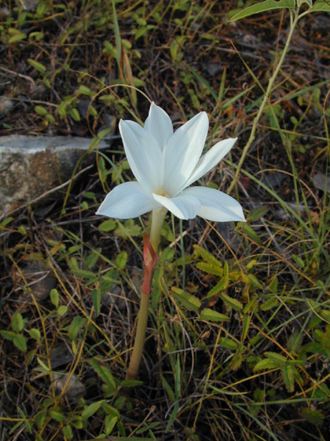 Cooperia pedunculata (Hill country rain lily) #12181