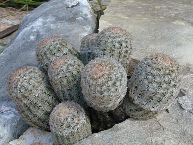 Echinocereus reichenbachii (Lace hedgehog cactus) #11870