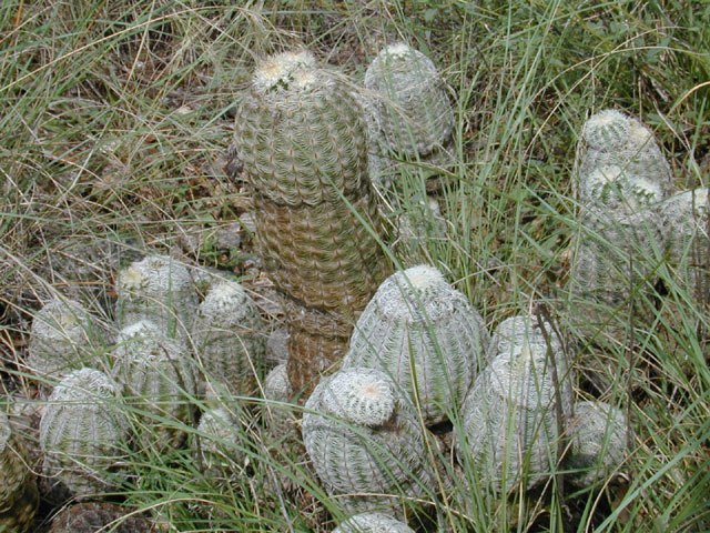 Echinocereus reichenbachii (Lace hedgehog cactus) #11871