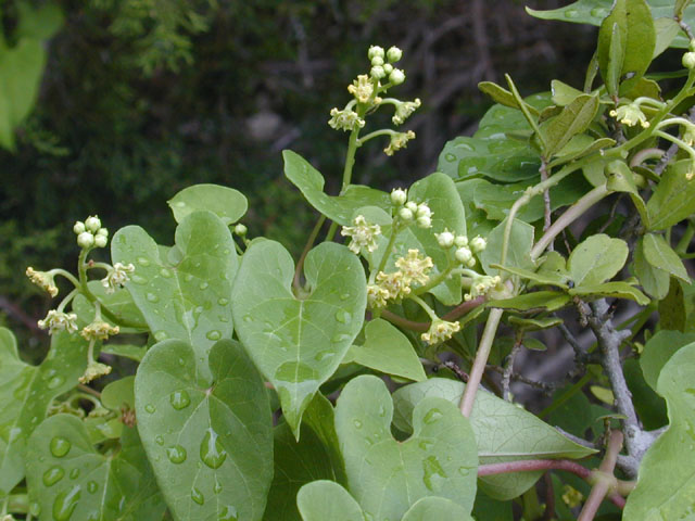 Cynanchum racemosum var. unifarium (Talayote) #11648