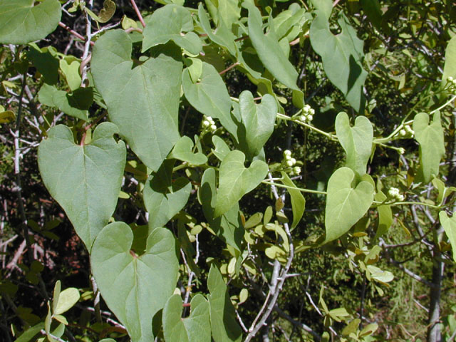 Cynanchum racemosum var. unifarium (Talayote) #11650