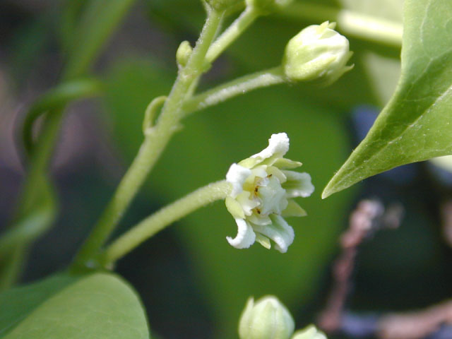 Cynanchum racemosum var. unifarium (Talayote) #11652