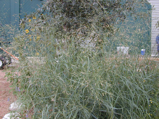 Digitaria cognata (Carolina crabgrass) #12455
