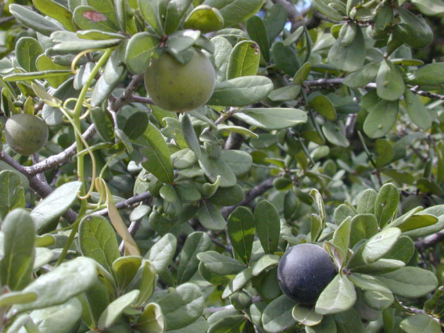 Diospyros texana (Texas persimmon) #11977
