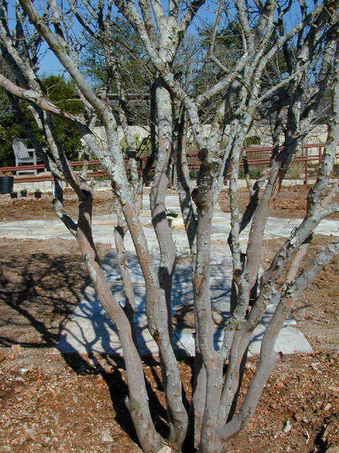 Diospyros texana (Texas persimmon) #11978