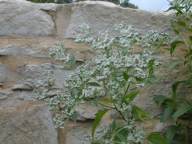 Eupatorium serotinum (Lateflowering thoroughwort) #11715