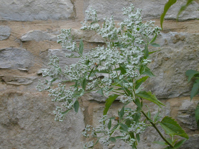 Eupatorium serotinum (Lateflowering thoroughwort) #11716