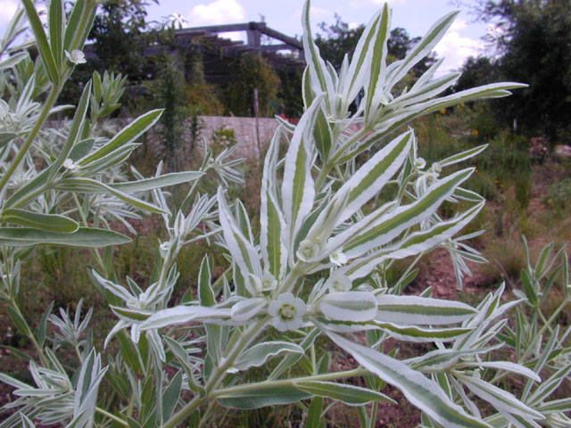 Euphorbia bicolor (Snow on the prairie) #12003