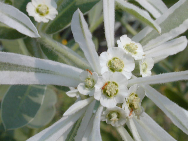 Euphorbia bicolor (Snow on the prairie) #12004
