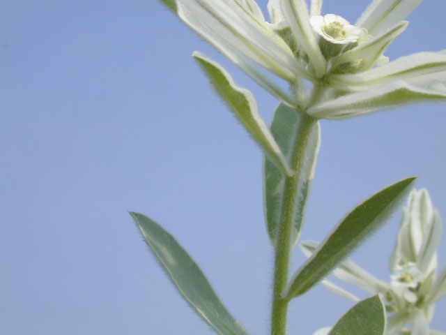 Euphorbia bicolor (Snow on the prairie) #12007