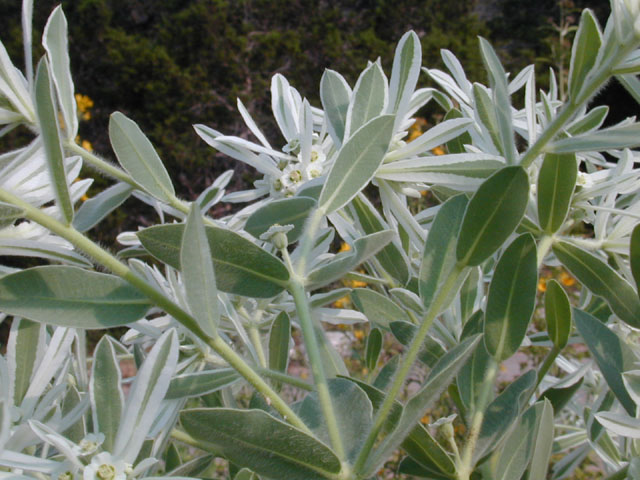 Euphorbia bicolor (Snow on the prairie) #12008