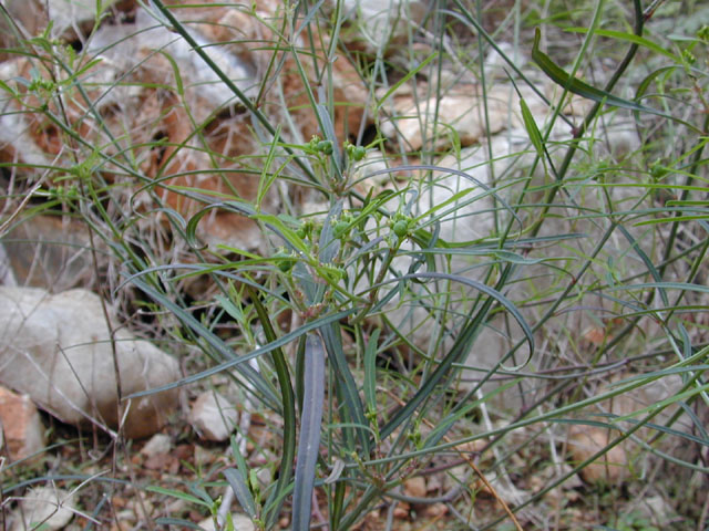 Euphorbia cyathophora (Wild poinsettia) #12011
