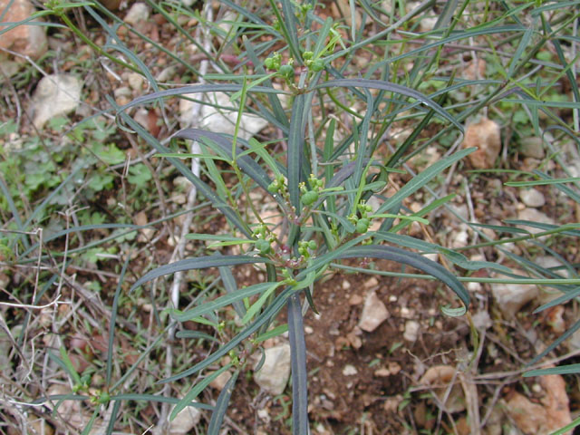 Euphorbia cyathophora (Wild poinsettia) #12012