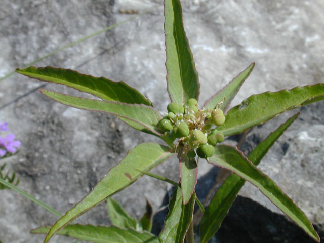 Euphorbia heterophylla (Mexican fireplant) #12015