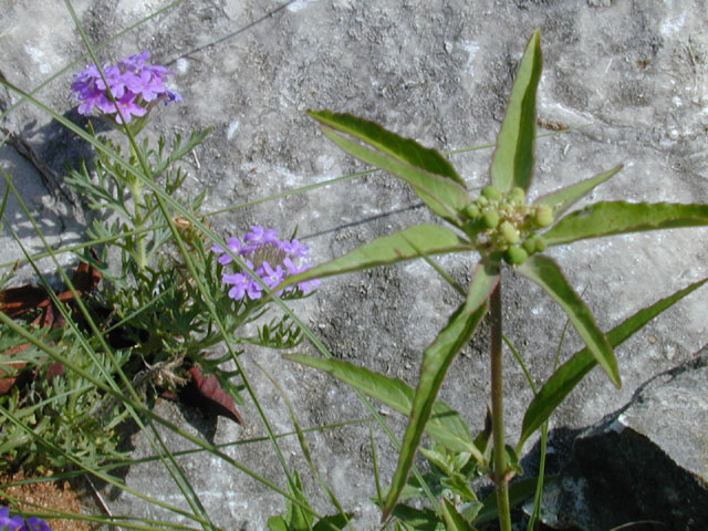 Euphorbia heterophylla (Mexican fireplant) #12016