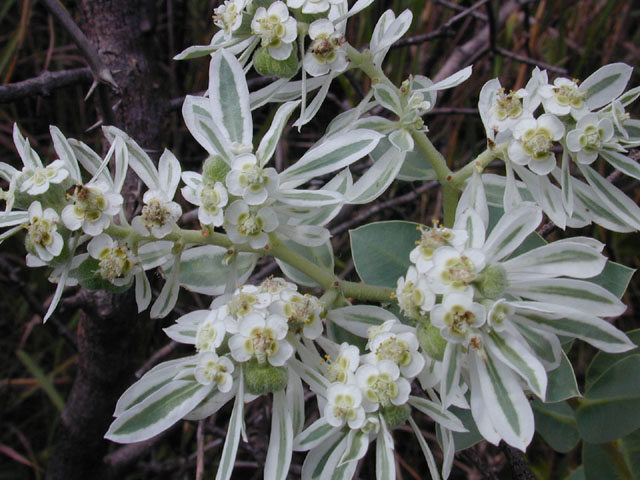 Euphorbia marginata (Snow on the mountain) #12017