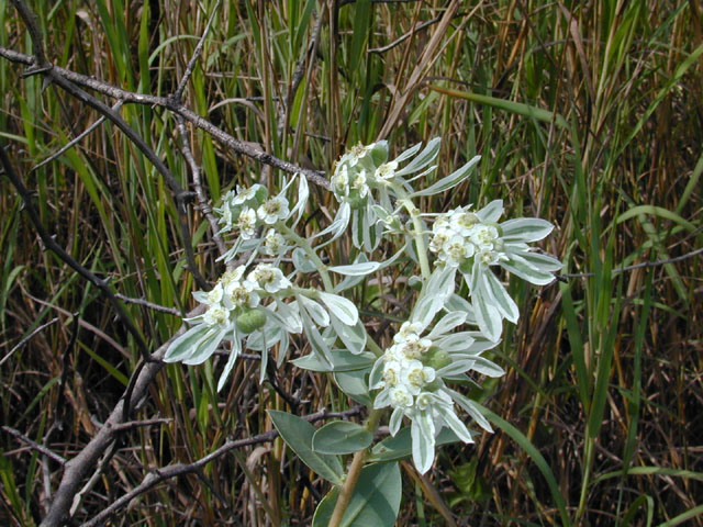 Euphorbia marginata (Snow on the mountain) #12018
