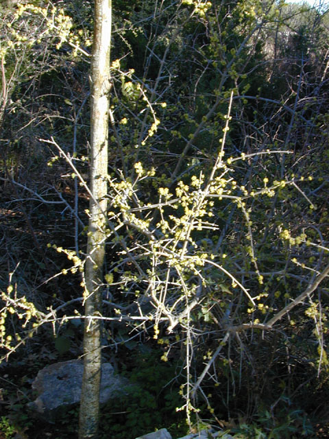 Forestiera pubescens (Elbow bush) #12353