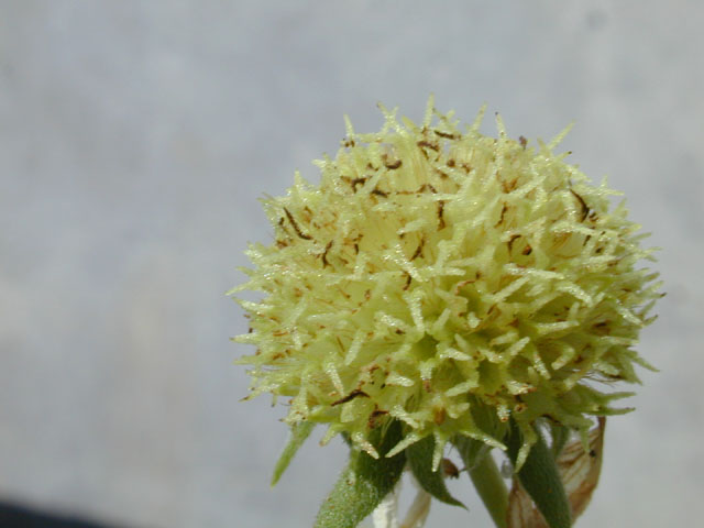 Gaillardia aestivalis var. winkleri (Winkler's blanketflower) #11720
