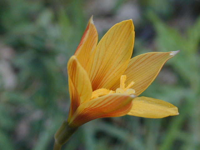 Habranthus tubispathus (Copper lily) #12194