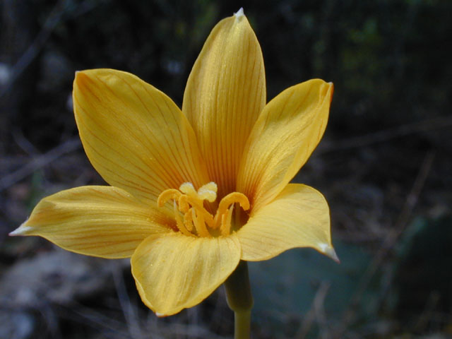 Habranthus tubispathus (Copper lily) #12200