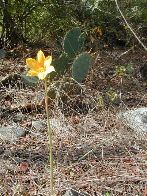 Habranthus tubispathus (Copper lily) #12202